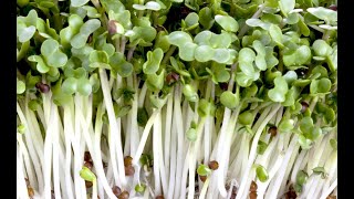 Growing Broccoli Sprouts Vertically [upl. by Sib966]