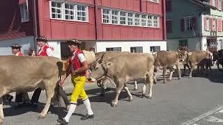 Gonten Alpabzug Appenzell [upl. by Justino]