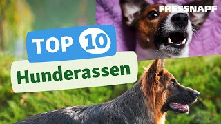 Top 10 Hunderassen [upl. by Philpot]