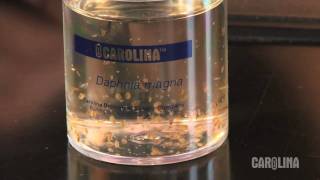 How to Care for Daphnia [upl. by Garris]