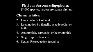 Phylum Sarcomastigophora Class Phytomastigophora amp Zoomastigophora [upl. by Alakim955]