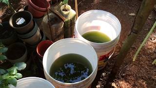 How to grow Green Water Algae [upl. by Neils35]