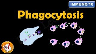 Phagocytosis FLImmuno10 [upl. by Eniarol]