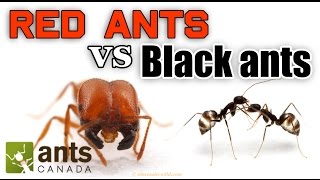 WHO WINS RED ANTS VS BLACK ANTS [upl. by Aneleiram]