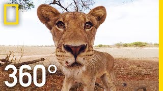 Lions 360°  National Geographic [upl. by Kauffman16]