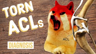 How to Tell If Your Dog Has a Torn ACL [upl. by Icram]