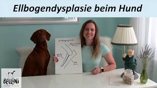 Bellini Hundephysio Ellbogendysplasie beim Hund [upl. by Koziel]