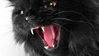 I Hour Cat Meowing Angry Very Angry Cat Sound [upl. by Ellenig]