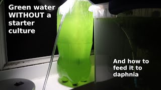 Green Water WITHOUT a Starter Culture  From Scratch  How To [upl. by Notsob]