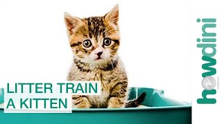 How to Litter Train a Kitten Litter Training a Cat [upl. by Ahsinom]