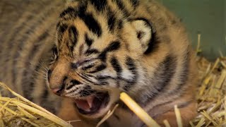 Adorable Tiger Cub Moments Part 1  BBC Earth [upl. by Ginder803]