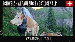 Alpaufzug Engstligenalp Spektakuläres Brauchtum im Berner Oberland  reisenlifestylech [upl. by Johann534]