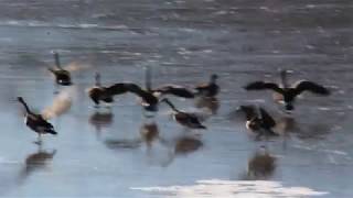 Canada Geese Honking Flyover [upl. by Swanhildas453]