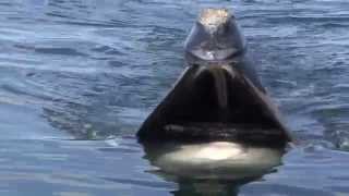 A Close Look Skim Feeding Right Whales [upl. by Haskel]