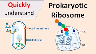 Prokaryotic Ribosomes  70S Ribosomes [upl. by Erej978]