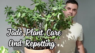 Jade Plant Care  Repotting My Huge Jade [upl. by Laurice828]