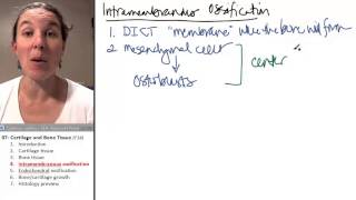Bone  Cartilage 4 Intramembranous ossification [upl. by Euqnimod]