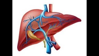 Fisiología del hígado [upl. by Hickie]