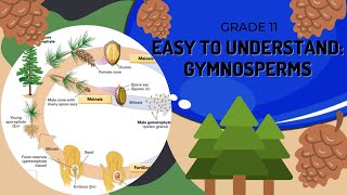 Gymnosperms [upl. by Lasko]