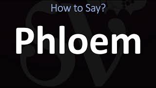 How to Pronounce Phloem CORRECTLY [upl. by Breskin530]