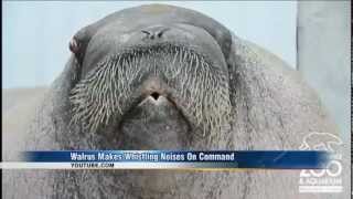 WKRN  Whistling Walrus [upl. by Annamaria442]