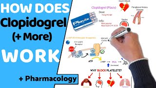 How Does Clopidogrel Antiplatelets Work  Pharmacology [upl. by Aihsetel]