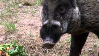 Zoo View Visayan Warty Pigs  Cincinnati Zoo [upl. by Aerdua936]