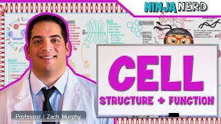 Cell Biology  Cell Structure amp Function [upl. by Alusru409]