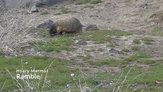 Hoary Marmot Ramble [upl. by Kimmy]