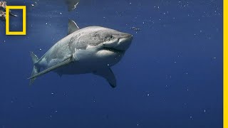 Great White Sharks of Guadalupe Island  Most Wanted Sharks [upl. by Asle285]