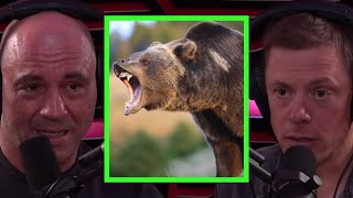 Steve Rinella Details After Effects of Grizzly Bear Encounter [upl. by Ilahtan]