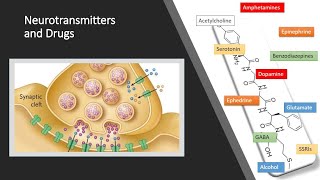 Neurotransmitters [upl. by Ycal47]