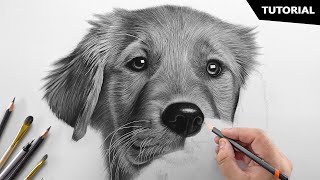 How to Draw a Realistic Dog  Tutorial for BEGINNERS [upl. by Atinyl]