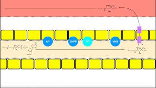 Vitamin B5 Pantothenic Acid  Salvage CoA Biosynthesis amp Other Facts [upl. by Gladi]