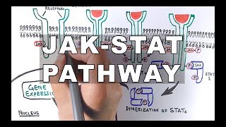 JAKSTAT Signalling Pathway [upl. by Geer662]