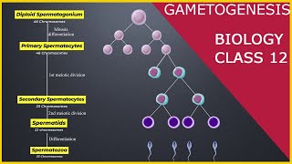 GAMETOGENESIS  Human Reproduction  Class 12 [upl. by Anaujat297]