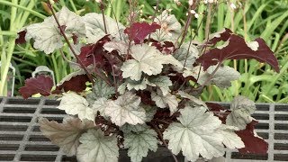 Prairie Yard amp Garden Can You Say Heuchera [upl. by Otxilac]