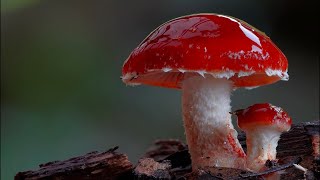 Fungal Morphology The Parts of a Mushroom [upl. by Anatak673]