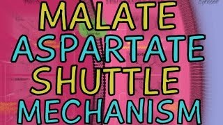 The MalateAspartate Shuttle Mechanism [upl. by Veats]