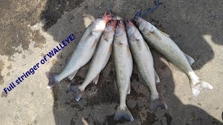 Catching a LIMIT OF WALLEYE from SHORE Lake Erie [upl. by Loughlin997]