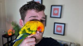 OWNING A SUN CONURE PROS amp CONS [upl. by Ititrefen]