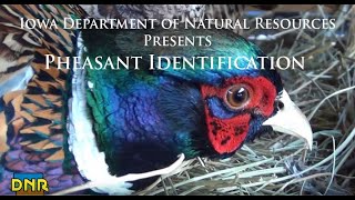 Pheasant Identification Iowa DNR [upl. by Hewie]