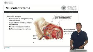 Histología del tubo digestivo   UPV [upl. by Altaf]