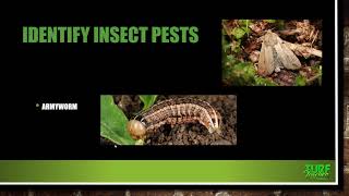 Insect Pests of Turfgrasses [upl. by Drolyag]