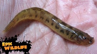 15 Extremely Dangerous Fish [upl. by Rucker]