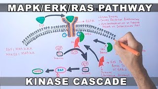 MAPKERK Signaling Pathway [upl. by Cherilynn471]