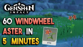 Windwheel Aster Locations  Fast and Efficient  Ascension Materials 【Genshin Impact】 [upl. by Ahsetel342]