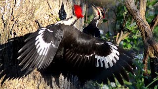 Pileated woodpecker dance with call sound [upl. by Aneda]