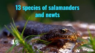 13 species of salamanders and newts [upl. by Ireland903]