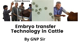 quotCattle Farmers Discover the Miracle of Embryo Transferquot [upl. by Langan575]